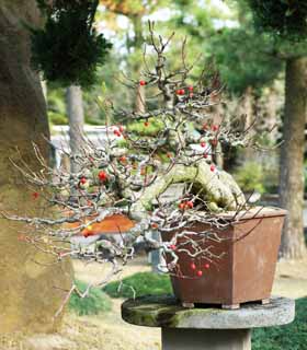 , , , , ,  ., bonsai, bonsai,  , Gardening, 