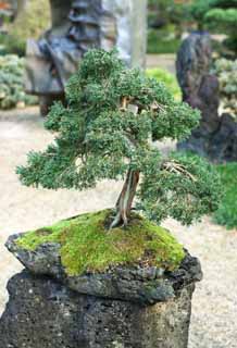 photo, la matire, libre, amnage, dcrivez, photo de la rserve,Un bonsai coren, bonsai, plante de jardin, Jardiner, Art