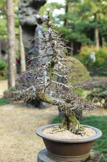 ,,, ,,,bonsai ., bonsai.,  ., ., .