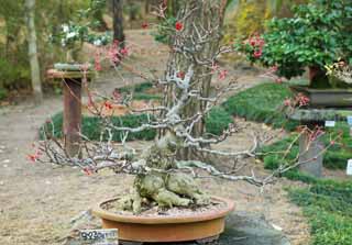 photo,material,free,landscape,picture,stock photo,Creative Commons,A Korean bonsai, bonsai, garden plant, Gardening, Art