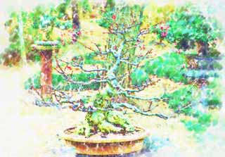 illust, , , , , ,  ,  , ., bonsai, bonsai,  , Gardening, 