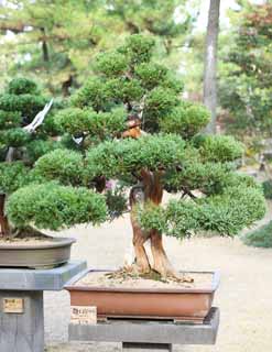 Foto, materieel, vrij, landschap, schilderstuk, bevoorraden foto,Een Koreaans bonsai, Bonsai, Tuinplant, Tuinier, Kunst