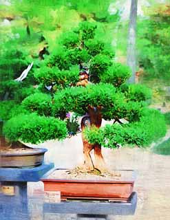 illust, material, livram, paisagem, quadro, pintura, lpis de cor, creiom, puxando,Um bonsai coreano, bonsai, planta de jardim, Ajardinando, Art