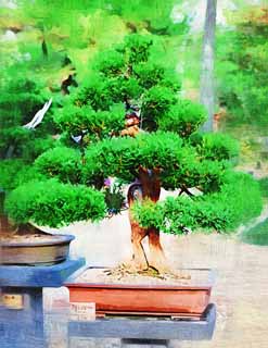 illust, materiell, befreit, Landschaft, Bild, Gemlde, Farbbleistift, Wachsmalstift, Zeichnung,,Ein koreanischer Bonsai, Bonsai, Gartenpflanze, Gartenarbeit, Art