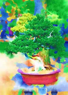 ,,, ,,,   , ,.  

bonsai ., bonsai.,  ., ., .