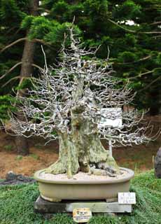 ,,, ,,,bonsai ., bonsai.,  ., ., .