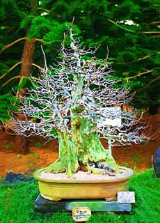 illustration,material,free,landscape,picture,painting,color pencil,crayon,drawing,A Korean bonsai, bonsai, garden plant, Gardening, Art