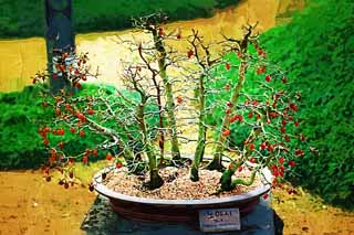 illust, materiale, libero panorama, ritratto dipinto, matita di colore disegna a pastello, disegnando,Un bonsai coreano, bonsai, pianta orto, Facendo del giardinaggio, Art