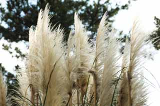 Foto, materieel, vrij, landschap, schilderstuk, bevoorraden foto,Pluimen van pampas gras, Pampas, Korea, , 