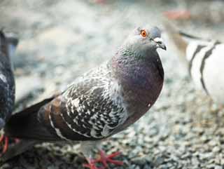 Foto, materieel, vrij, landschap, schilderstuk, bevoorraden foto,Een huiselijke duif, Dove, , , Vleugel