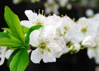 fotografia, materiale, libero il panorama, dipinga, fotografia di scorta,Susina nel pieno fiore, bianco, ramo, , 