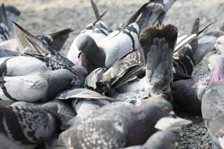 photo,material,free,landscape,picture,stock photo,Creative Commons,A flock of domestic pigeons, dove, dove, dove, wing