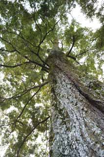 photo,material,free,landscape,picture,stock photo,Creative Commons,Tenryu-ji big tree, Chaitya, The bark, world heritage, Sagano