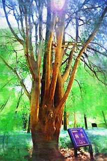 illust,tela,gratis,paisaje,fotografa,idea,pintura,Lpiz de color,dibujo,Ming Xiaoling Kashiwagi de mausoleo, Ramificaciones, La corteza, Furuki, Madera de eleccin