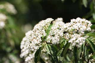 photo,material,free,landscape,picture,stock photo,Creative Commons,The flower that Ming Xiaoling Mausoleum is white, petal, petal, stamen, I crowd and bloom