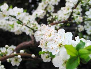 photo,material,free,landscape,picture,stock photo,Creative Commons,Plum blossoms, white, spring, , 