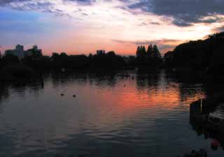 fotografia, materiale, libero il panorama, dipinga, fotografia di scorta,Tramonto a Stagno di Senzoku, rosso, blu, stagno, 