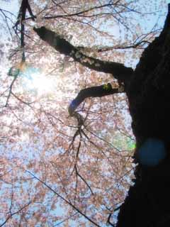 fotografia, materiale, libero il panorama, dipinga, fotografia di scorta,Baldacchino di fiori, fiore ciliegio, garofano, cielo blu, ramo