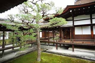 photo,material,free,landscape,picture,stock photo,Creative Commons,Ninna-ji Temple Shin-den, pine, Japanese-style room, Japanese-style building, roofed passage connecting buildings