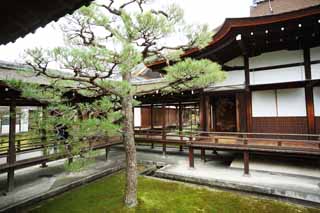 Foto, materiell, befreit, Landschaft, Bild, hat Foto auf Lager,Ninna-ji-Tempel Schienbein-Bau, Kiefer, Japanisch-Stilzimmer, Japanisch-Stilgebude, bedachter Durchgang, der Gebude in Verbindung bringt