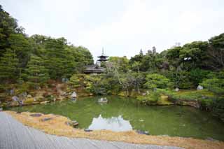 photo,material,free,landscape,picture,stock photo,Creative Commons,Ninna-ji Temple north garden, Five Storeyed Pagoda, I am Japanese-style, pond, style of Japanese garden with a pond in the center garden