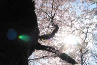 photo, la matire, libre, amnage, dcrivez, photo de la rserve,Vieil arbre de la cerise fier, fleur de la cerise, rose, ciel bleu, branche