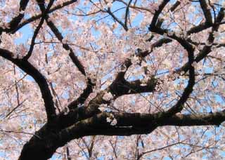 photo, la matire, libre, amnage, dcrivez, photo de la rserve,De faon vagabonde branches croissantes, fleur de la cerise, rose, ciel bleu, branche