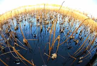 photo, la matire, libre, amnage, dcrivez, photo de la rserve,La tristesse du lotus, feuille morte, Bleu, canard, Tristesse vide