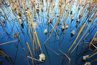 foto,tela,gratis,paisaje,fotografa,idea,La tristeza del loto, Hoja muerta, Color azul, Patos, Tristeza vana