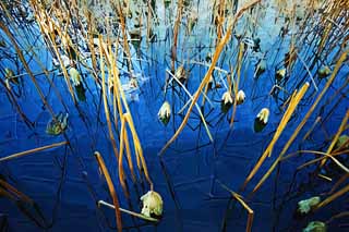 illust, materiell, befreit, Landschaft, Bild, Gemlde, Farbbleistift, Wachsmalstift, Zeichnung,,Die Traurigkeit der Lotosblume, Tote blttern, Blau, Ente, Leere Traurigkeit