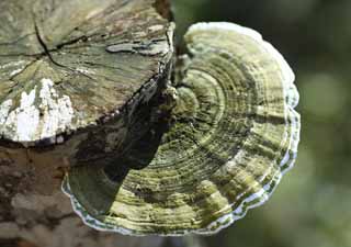 photo,material,free,landscape,picture,stock photo,Creative Commons,A beech pore fungus, stump, mushroom, mushroom, Chinese medicine