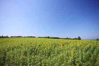 foto,tela,gratis,paisaje,fotografa,idea,El girasol del un equipo, Girasol, Flor lleno, Cielo azul, Lugar natural o centro que aaden el encanto potico a la estacin del verano