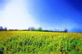 illust, matire, libre, paysage, image, le tableau, crayon de la couleur, colorie, en tirant,Le tournesol de celui ct, tournesol, Fleur pleine, ciel bleu, scne naturelle ou objet qui ajoute le charme potique  la saison de l't