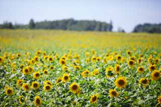 Foto, materiell, befreit, Landschaft, Bild, hat Foto auf Lager,Die Sonnenblume der einen Seite, Sonnenblume, Volle Blte, blauer Himmel, natrliche Szene oder Gegenstand, der poetischen Charme der Jahreszeit des Sommers hinzufgt