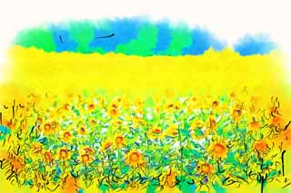 illust, matire, libre, paysage, image, le tableau, crayon de la couleur, colorie, en tirant,Le tournesol de celui ct, tournesol, Fleur pleine, ciel bleu, scne naturelle ou objet qui ajoute le charme potique  la saison de l't