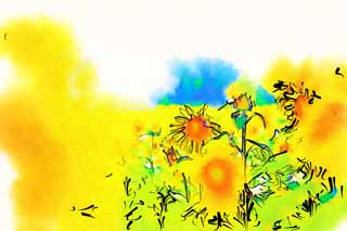 illust, matire, libre, paysage, image, le tableau, crayon de la couleur, colorie, en tirant,Le tournesol de celui ct, tournesol, Fleur pleine, ciel bleu, scne naturelle ou objet qui ajoute le charme potique  la saison de l't