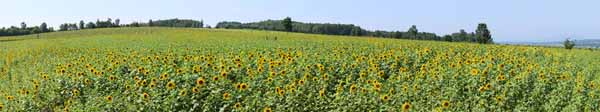 photo,material,free,landscape,picture,stock photo,Creative Commons,The sunflower of the one side, sunflower, Full bloom, blue sky, natural scene or object which adds poetic charm to the season of the summer