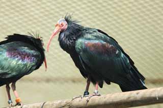 foto,tela,gratis,paisaje,fotografa,idea,Un japons golpear ligeramente la pelota dirigido por gris alcanz la cumbre de ibis, Lista del rojo, Waldrapp, El cuervo del bosque, Calvicie