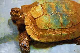 illust, materiell, befreit, Landschaft, Bild, Gemlde, Farbbleistift, Wachsmalstift, Zeichnung,,Asiatisch forsten Sie Schildkrte, Schildkrte, Landen Sie Schildkrte, Muschel, 