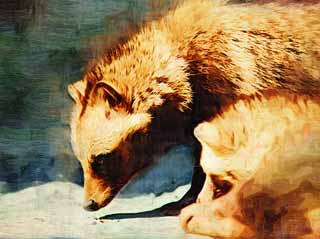 illustration,material,free,landscape,picture,painting,color pencil,crayon,drawing,Hondo raccoon dog , raccoon dog, , Mock death, I deceive you