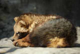 photo,material,free,landscape,picture,stock photo,Creative Commons,Hondo raccoon dog , raccoon dog, raccoon dog, Mock death, I deceive you