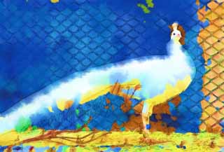 illustration,material,free,landscape,picture,painting,color pencil,crayon,drawing,A white peacock, peacock, , white peacock, feather