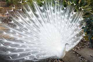 photo,material,free,landscape,picture,stock photo,Creative Commons,A white peacock, peacock, , white peacock, feather