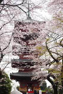 Foto, materiell, befreit, Landschaft, Bild, hat Foto auf Lager,Ikegami-Front Tortempel fnf Storeyed-Pagode, Takashi Nichiren, Chaitya, Fnf Storeyed-Pagode, ffentlicher Hidetada