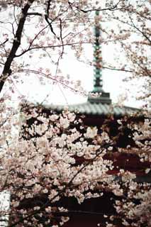 photo,material,free,landscape,picture,stock photo,Creative Commons,Ikegami front gate temple Five Storeyed Pagoda, Takashi Nichiren, Chaitya, Five Storeyed Pagoda, Public Hidetada