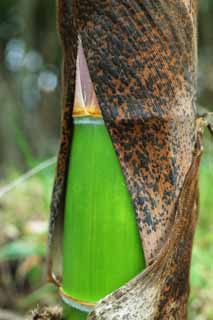 photo,material,free,landscape,picture,stock photo,Creative Commons,A kind of thick-stemmed bamboo, bamboo shoot, bamboo shoot, bamboo sheath, kind of thick-stemmed bamboo