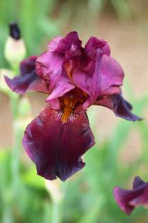 photo, la matire, libre, amnage, dcrivez, photo de la rserve,Un iris allemand, Un iris, , Je suis luxueux, Pourpre