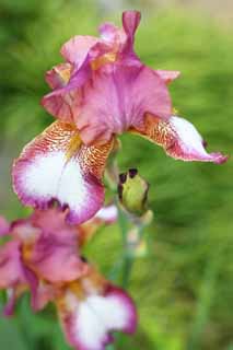 photo,material,free,landscape,picture,stock photo,Creative Commons,A German iris, An iris, An iris, I am luxurious, Pink