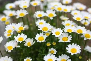 Foto, materiell, befreit, Landschaft, Bild, hat Foto auf Lager,Ein weier Blmchen, Chrysantheme, Gelb, Wei, Gartenarbeit