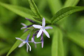 Foto, materieel, vrij, landschap, schilderstuk, bevoorraden foto,Een witte purpere bloem, Purper, Tuinier, Plant, 